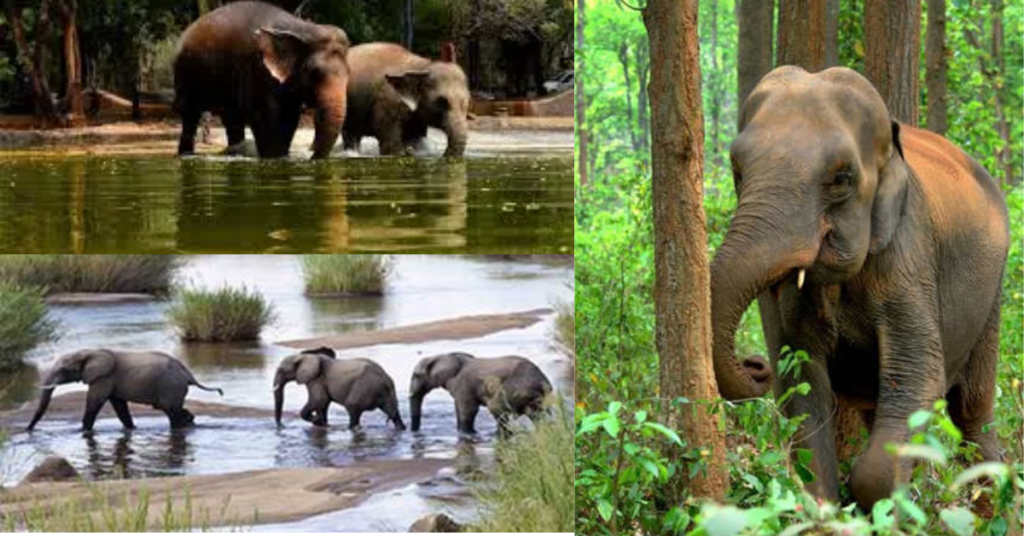 Asian elephant herd grazing in Koundinya Wildlife Sanctuary