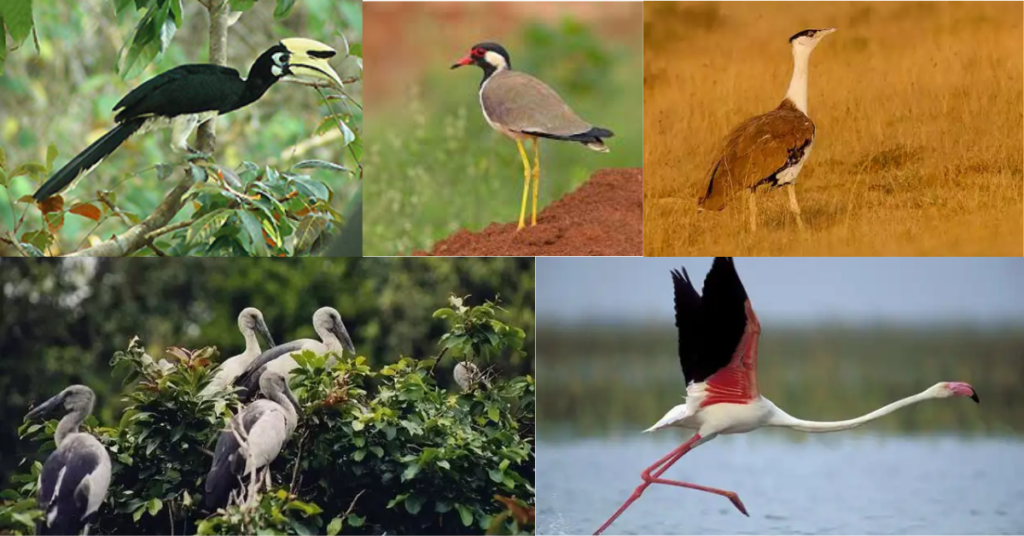 Rare and Enchanting Birds koundinya wildlife sanctuary