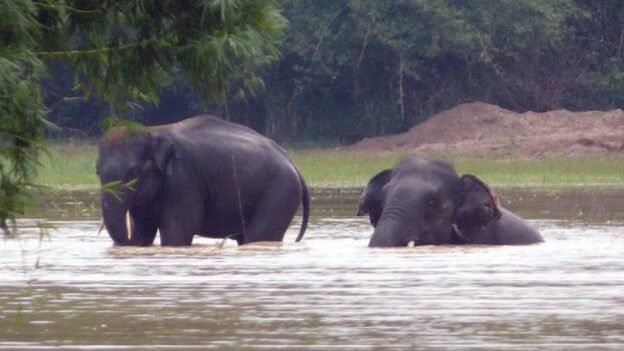Chandaka Elephant Sanctuary image
