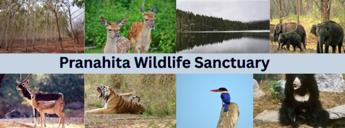 Turquoise Blue Photo Collage Summer Sea Vacation Facebook Cover Pranahita Wildlife Sanctuary