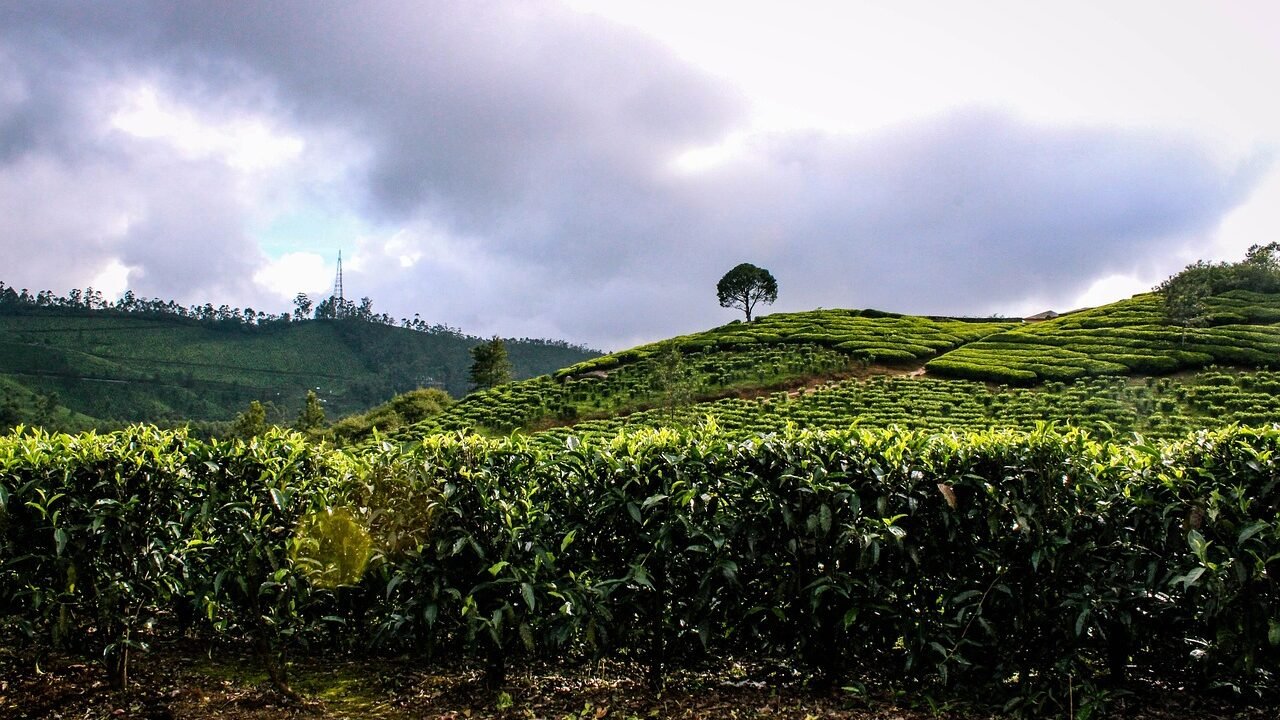 tea estate, munnar