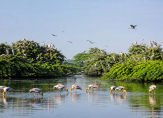 Vedanthangal Bird Sanctuary: Best Time to Visit & Complete Guide vedanthangal bird sanctuary
