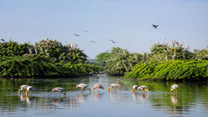 vedanthangal bird sanctuary